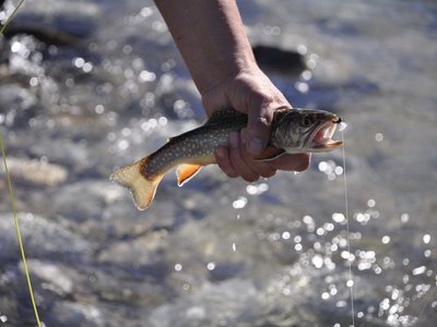 Fly fishing in Austria Hand holding freshly caught fish with hook in mouth over water