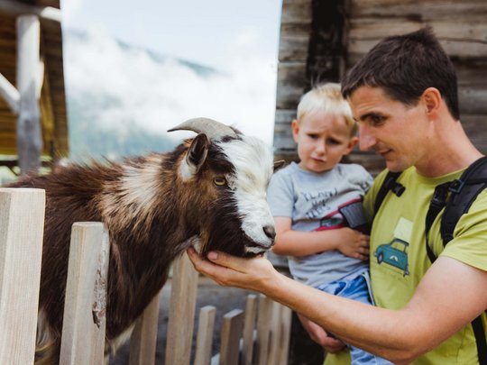 Trekking in Tirolo, Austria: allo Jesacherhof Padre tiene figlio e accarezza una capra dietro una recinzione di legno