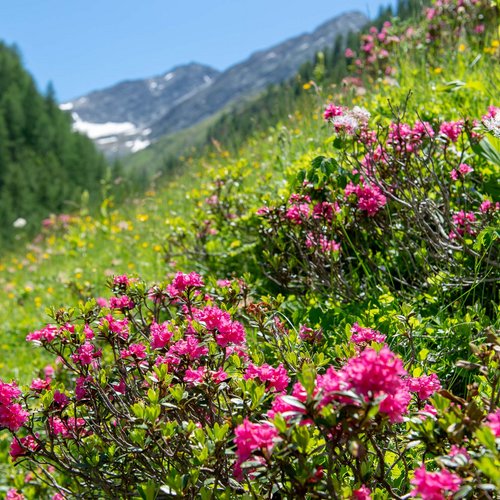 Ausflüge ins Skigebiet St. Jakob im Defereggental Alpenrosen auf einer Blumenwiese vor Berggipfeln und blauem Himmel