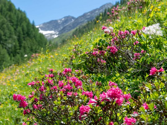 Defereggental: Sehenswürdigkeiten und Ausflugsziele Alpenrosen auf einer Blumenwiese vor Berggipfeln und blauem Himmel